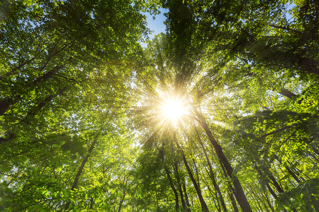 trees and sunshine
